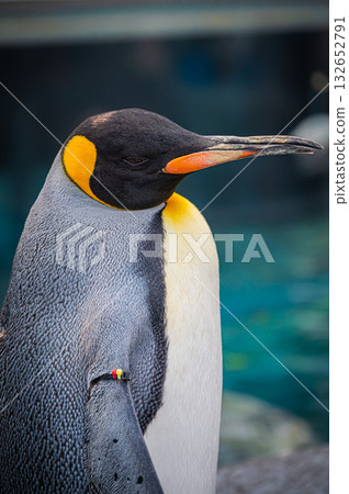 北海道旭山動物園企鵝 132652791