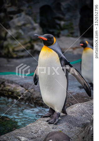 Hokkaido Asahiyama Zoo Penguin 132652796