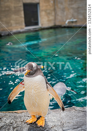 北海道旭山動物園企鵝 132652814