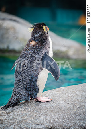 北海道旭山動物園企鵝 132652815
