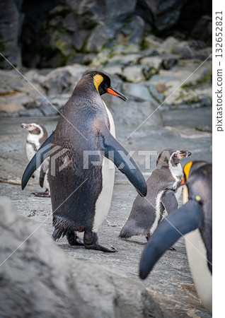 北海道旭山動物園企鵝 132652821