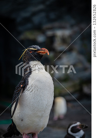 Hokkaido Asahiyama Zoo Penguin 132652826