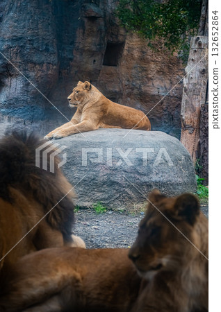 旭山動物園，北海道，獅子 132652864