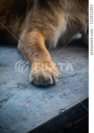 旭山動物園,北海道,獅子 旭山動物園,北海道,獅子 132652865