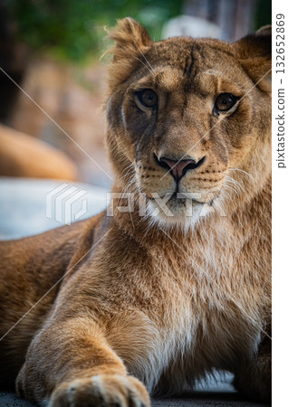 Hokkaido Asahiyama Zoo Lion Hokkaido Asahiyama Zoo Lion 132652869