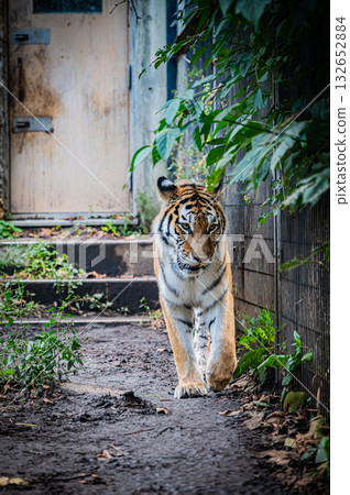 旭山動物園,北海道,獅子 旭山動物園,北海道,獅子 132652884