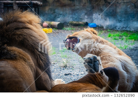 旭山動物園，北海道，獅子 132652890