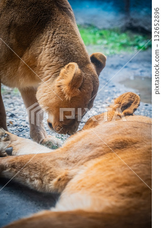 旭山動物園,北海道,獅子 旭山動物園,北海道,獅子 132652896