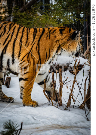 北海道圓山動物園虎 132652976