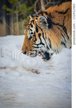 Hokkaido Maruyama Zoo Tiger 132652983