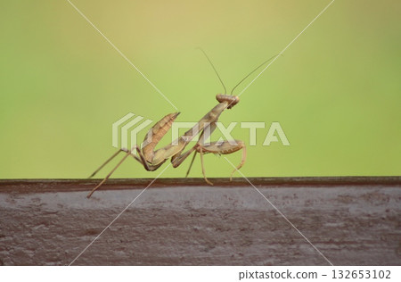 A slender praying mantis stands alert on a dark wooden surface against a soft, blurred green background. Concept of: Nature's watchful stillness. A slender praying mantis stands alert on a dark wooden surface against a soft, blurred green background. Concept of: Nature's watchful stillness. 132653102