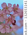 Kawazu cherry tree 132653141