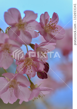 Kawazu cherry tree Kawazu cherry tree 132653141