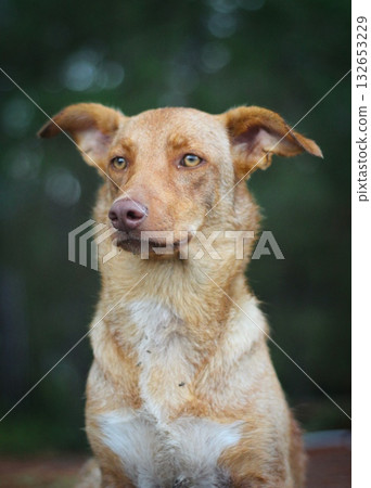 A warm-toned dog with attentive eyes looks off to the side against a soft, blurred natural background. Concept of a dog's calm attention and natural curiosity. A warm-toned dog with attentive eyes looks off to the side against a soft, blurred natural background. Concept of a dog's calm attention and natural curiosity. 132653229