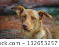 An attentive golden-brown dog with perked ears looks directly at the camera in a blurred natural environment. Concept of a dog's gentle spirit and connection with nature. 132653257