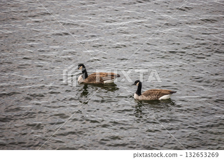 Two Canada geese swimming together on rippling lake water on an overcast day 132653269