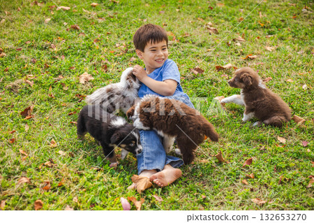Happy boy playing on the grass with several Australian Shepherd puppies on an autumn day Happy boy playing on the grass with several Australian Shepherd puppies on an autumn day 132653270