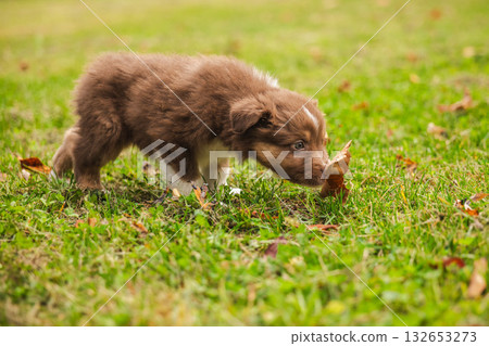 Australian Shepherd puppy sniffing a dry leaf on green grass in a park, curious brown and white dog exploring nature outdoors during autumn Australian Shepherd puppy sniffing a dry leaf on green grass in a park, curious brown and white dog exploring nature outdoors during autumn 132653273