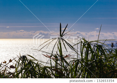 Close-up of tall coastal grass or papyrus silhouettes against a seascape backdrop. Bright sunlight creates strong glare on the water's surface near the horizon, contrasting with the dark foreground. Close-up of tall coastal grass or papyrus silhouettes against a seascape backdrop. Bright sunlight creates strong glare on the water's surface near the horizon, contrasting with the dark foreground. 132653354