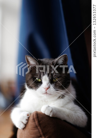 A cat staring at you 132653377