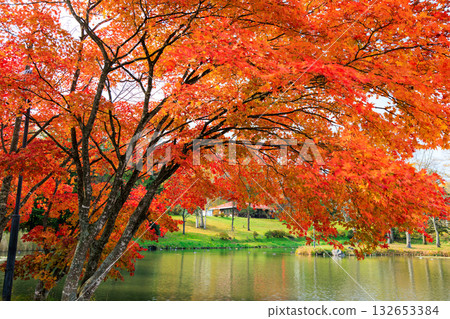 清水公園的紅葉 清水公園的紅葉 132653384