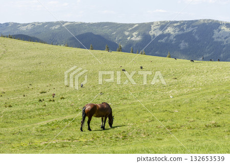 A brown horse grazes in a mountain meadow in summer 132653539