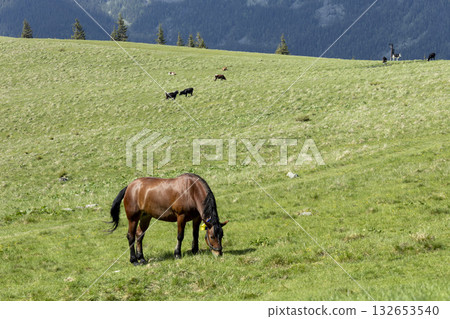 A brown horse grazes in a mountain meadow in summer 132653540