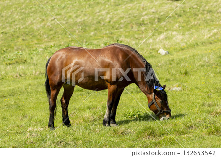 A brown horse grazes in a mountain meadow in summer 132653542