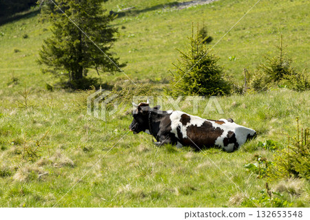cow on the meadow in a beautiful mountain landscape cow on the meadow in a beautiful mountain landscape 132653548