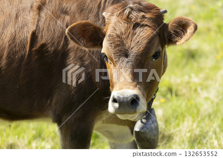 A portrait of a cow on the meadow in a beautiful mountain landscape A portrait of a cow on the meadow in a beautiful mountain landscape 132653552