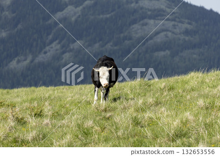 cow on the meadow in a beautiful mountain landscape 132653556