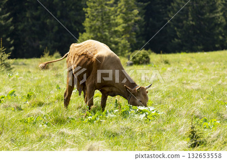cow on the meadow in a beautiful mountain landscape 132653558
