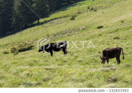 cows on the meadow in a beautiful mountain landscape 132653561