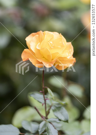 Vibrant Yellow Roses Blooming Beautifully in a Lush, Colorful Garden of Abundant Flora 132653577