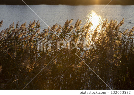 Reeds at lake. Golden sky during sunset. Tranquility in nature. Sunlight reflection on water Reeds at lake. Golden sky during sunset. Tranquility in nature. Sunlight reflection on water 132653582