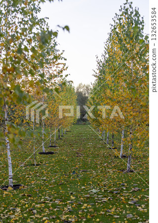 Autumn Birch Forest with Path Through Golden Trees in Fall Season 132653584