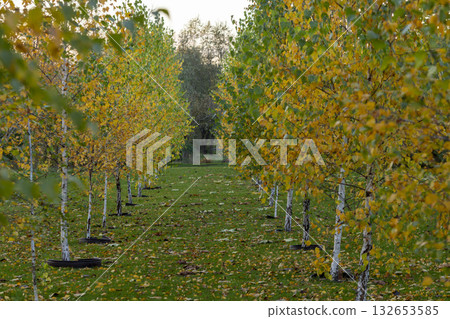 Autumn Birch Forest with Path Through Golden Trees in Fall Season Autumn Birch Forest with Path Through Golden Trees in Fall Season 132653585
