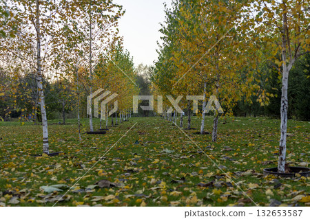 Autumn Birch Forest with Path Through Golden Trees in Fall Season Autumn Birch Forest with Path Through Golden Trees in Fall Season 132653587