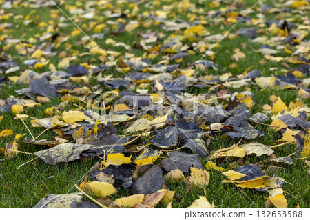 yellow leaves on green grass, background of fallen leaves yellow leaves on green grass, background of fallen leaves 132653588
