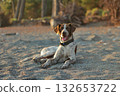 A friendly brown and white spotted dog lies contentedly on a sandy beach during golden hour. Concept of pet relaxation in nature. 132653722