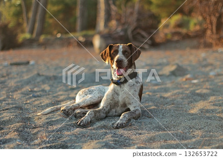 A friendly brown and white spotted dog lies contentedly on a sandy beach during golden hour. Concept of pet relaxation in nature. 132653722