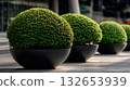 Row of Black Bowl-Shaped Planters with Spherical Green Shrubs on Paved Surface in Urban Business District 132653939