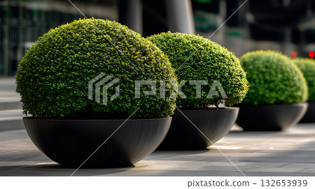 Row of Black Bowl-Shaped Planters with Spherical Green Shrubs on Paved Surface in Urban Business District Row of Black Bowl-Shaped Planters with Spherical Green Shrubs on Paved Surface in Urban Business District 132653939