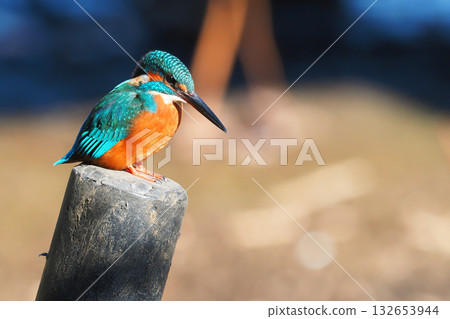 Kingfisher of a kingfisher (female) Kingfisher of a kingfisher (female) 132653944