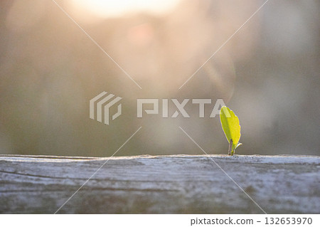 Plant sprouts illuminated by light Plant sprouts illuminated by light 132653970