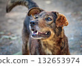 A curious brown and black mixed-breed dog with an open mouth looks intently upwards in an outdoor setting. Concept of animal curiosity. 132653974