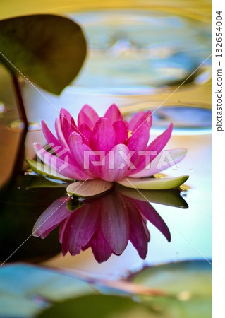 A beautiful pink water lily blossom with a yellow center floats peacefully on tranquil water, perfectly mirrored in its surface. Concept of tranquil aquatic beauty. A beautiful pink water lily blossom with a yellow center floats peacefully on tranquil water, perfectly mirrored in its surface. Concept of tranquil aquatic beauty. 132654004