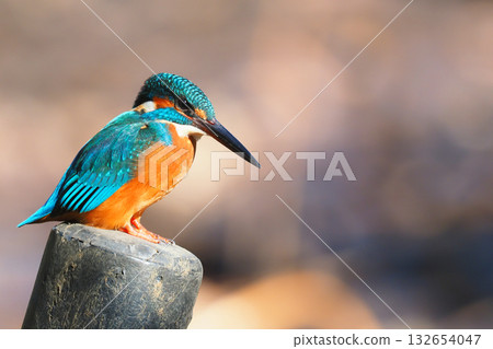 Kingfisher of a kingfisher (female) 132654047