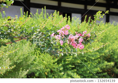 Kagayaki Crape Myrtle Flower 132654139