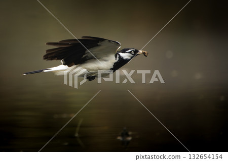 Magpie Lark mid-flight with prey 132654154
